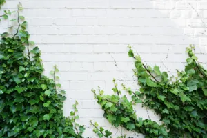 Close up of the classic, lobed leaves of Hedera helix
