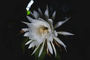 Close up of the deeply lobed foliage of Epiphyllum anguliger