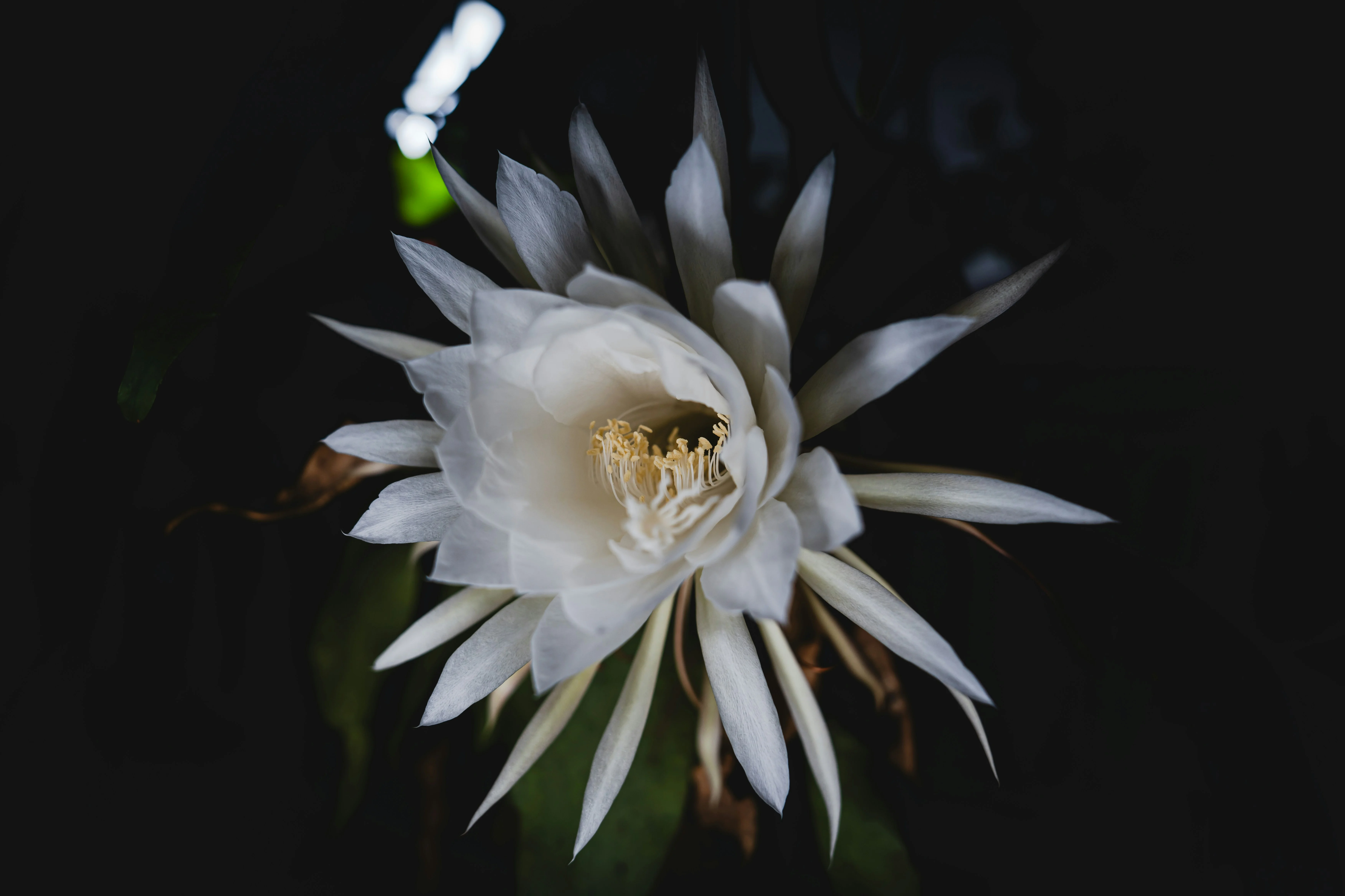 Close up of the deeply lobed foliage of Epiphyllum anguliger