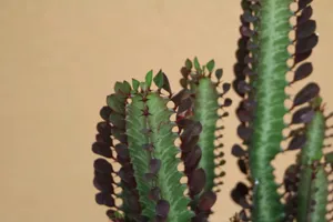 Close up of the thorns and small teardrop leaves of Euphorbia trigona