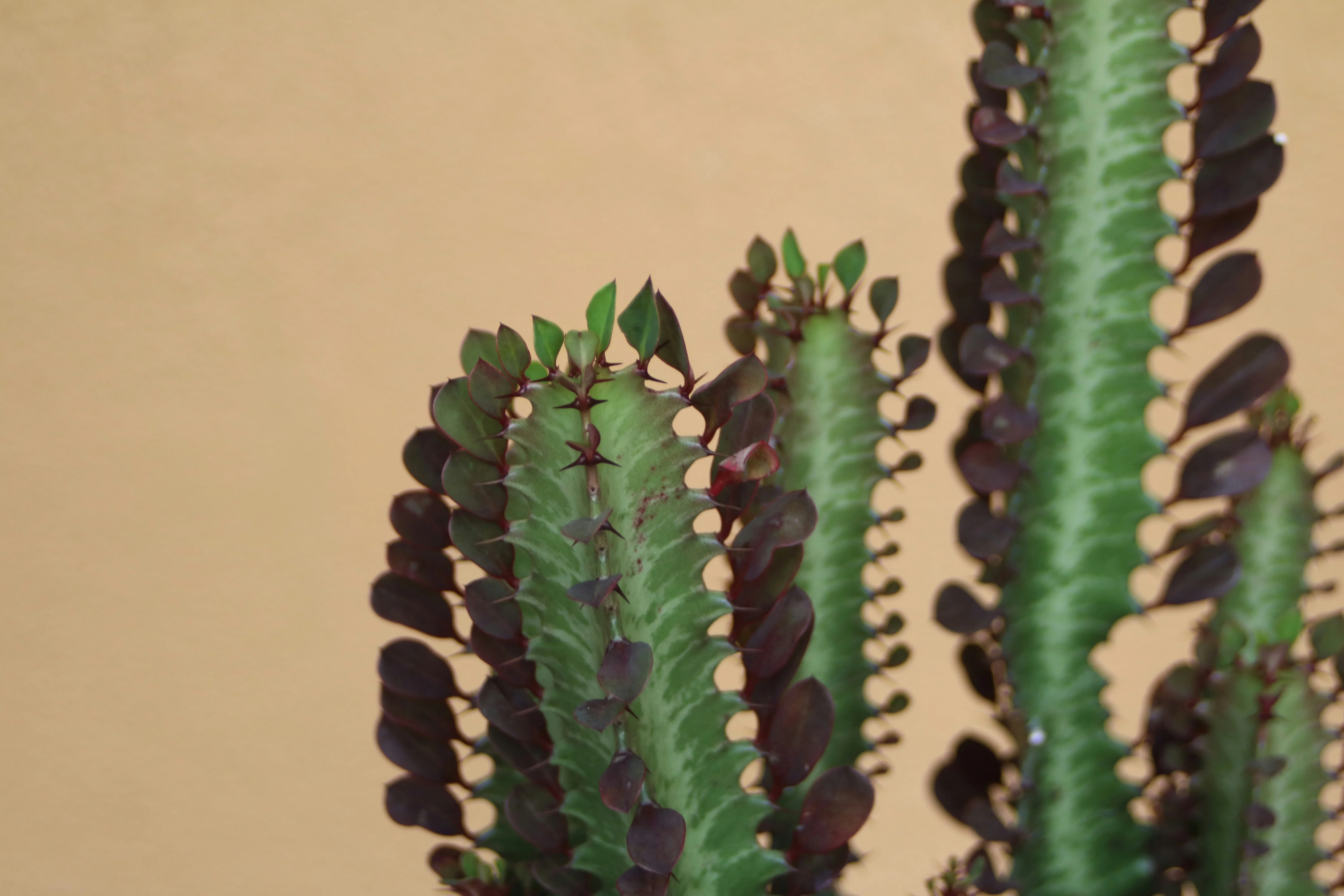 Close up of the thorns and small teardrop leaves of Euphorbia trigona