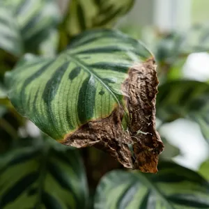 Fertilizer Burn: Symptoms, Causes, Treatment & How to Save Overfertilized Plants - Plant Care Guide