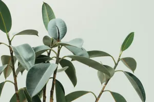 Close up of the prominent light-green veins on a Ficus Audrey leaf