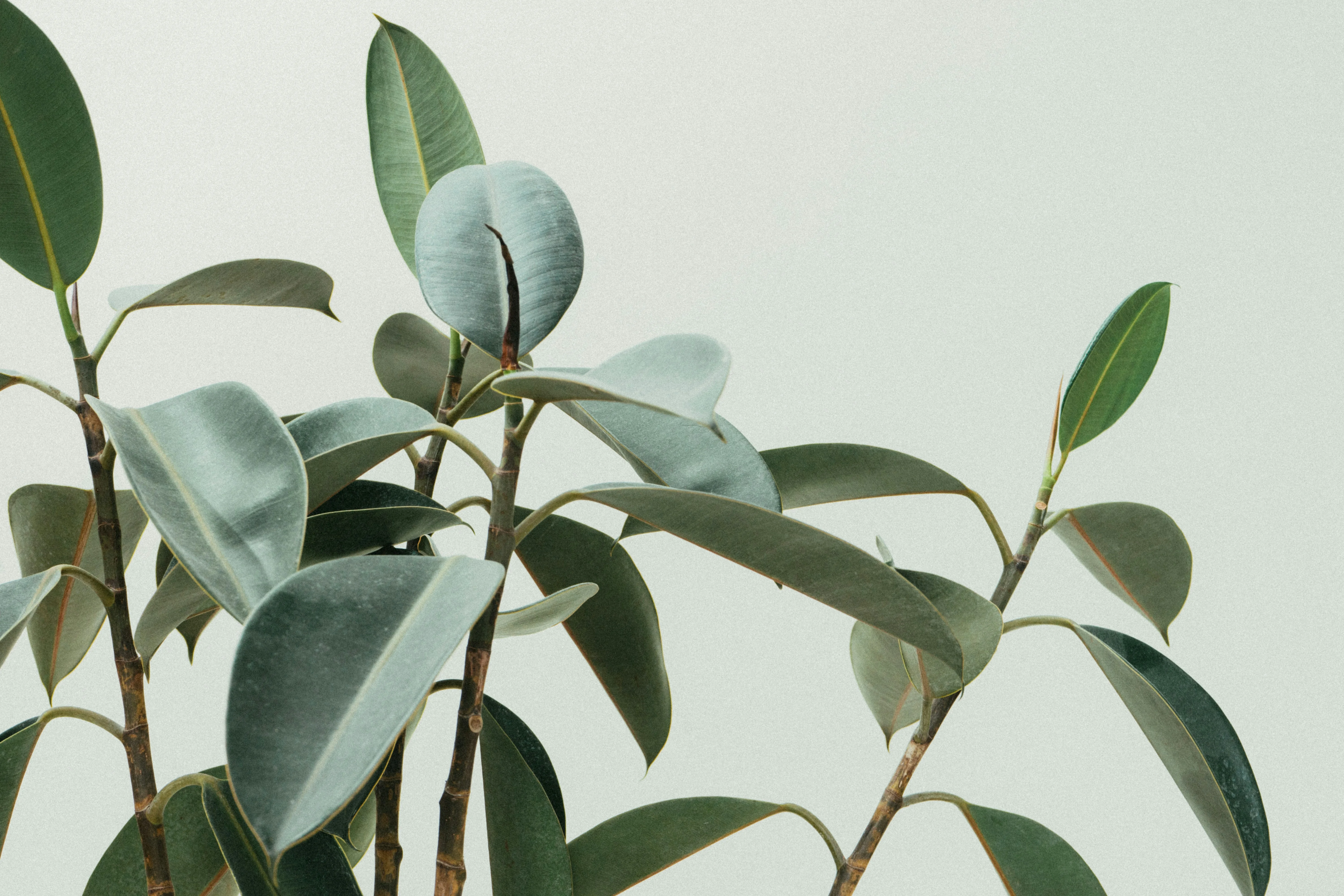 Close up of the prominent light-green veins on a Ficus Audrey leaf