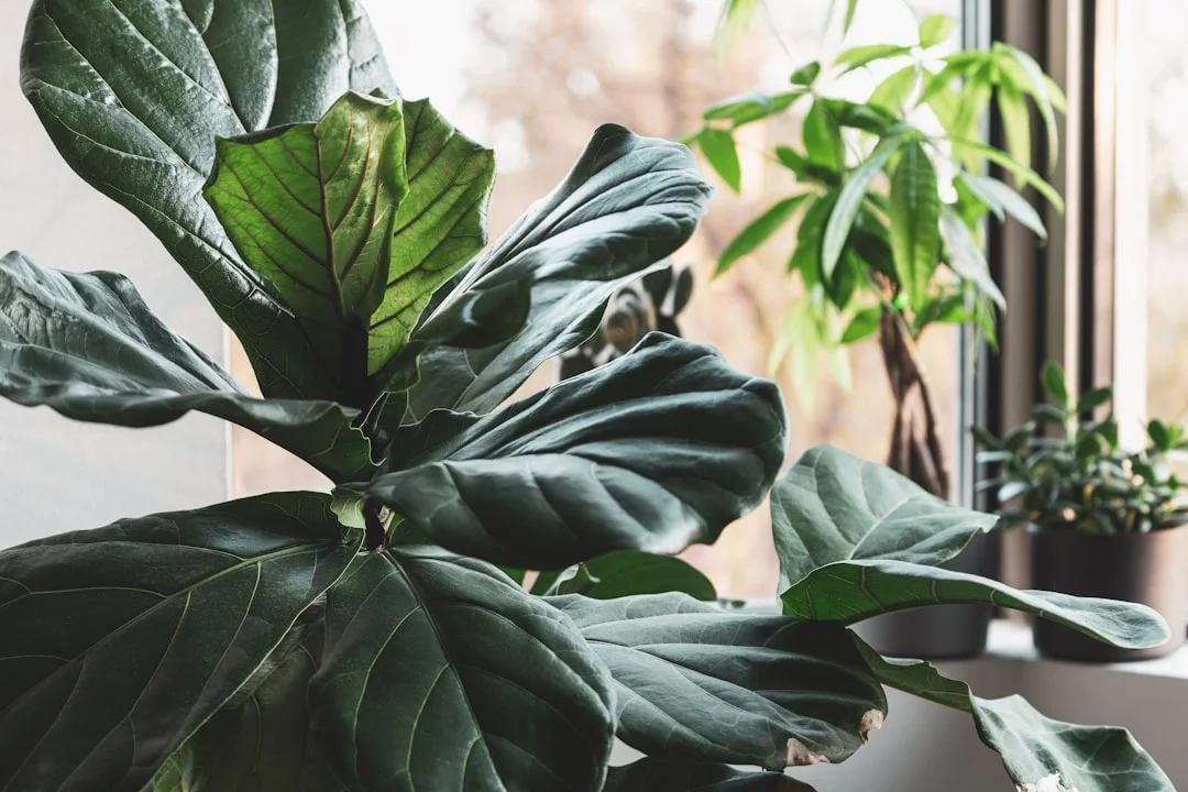 Close up of the thick, cabbage-like leaves of Ficus lyrata Bambino