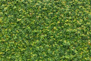 Close up of the paper-thin foliage of Ficus pumila