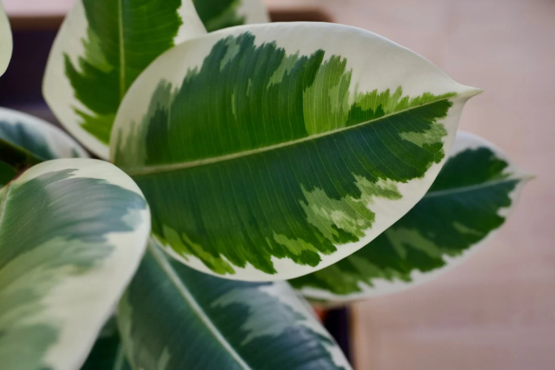 Close up of the watercolor-like variegation on a Rubber Tree leaf