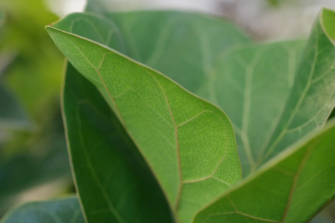 Close up of the triangular foliage on a Variegated Triangle Fig