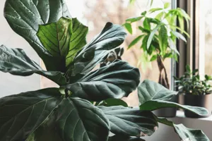 Tall healthy fiddle leaf fig tree with large glossy violin-shaped leaves in a bright modern living room