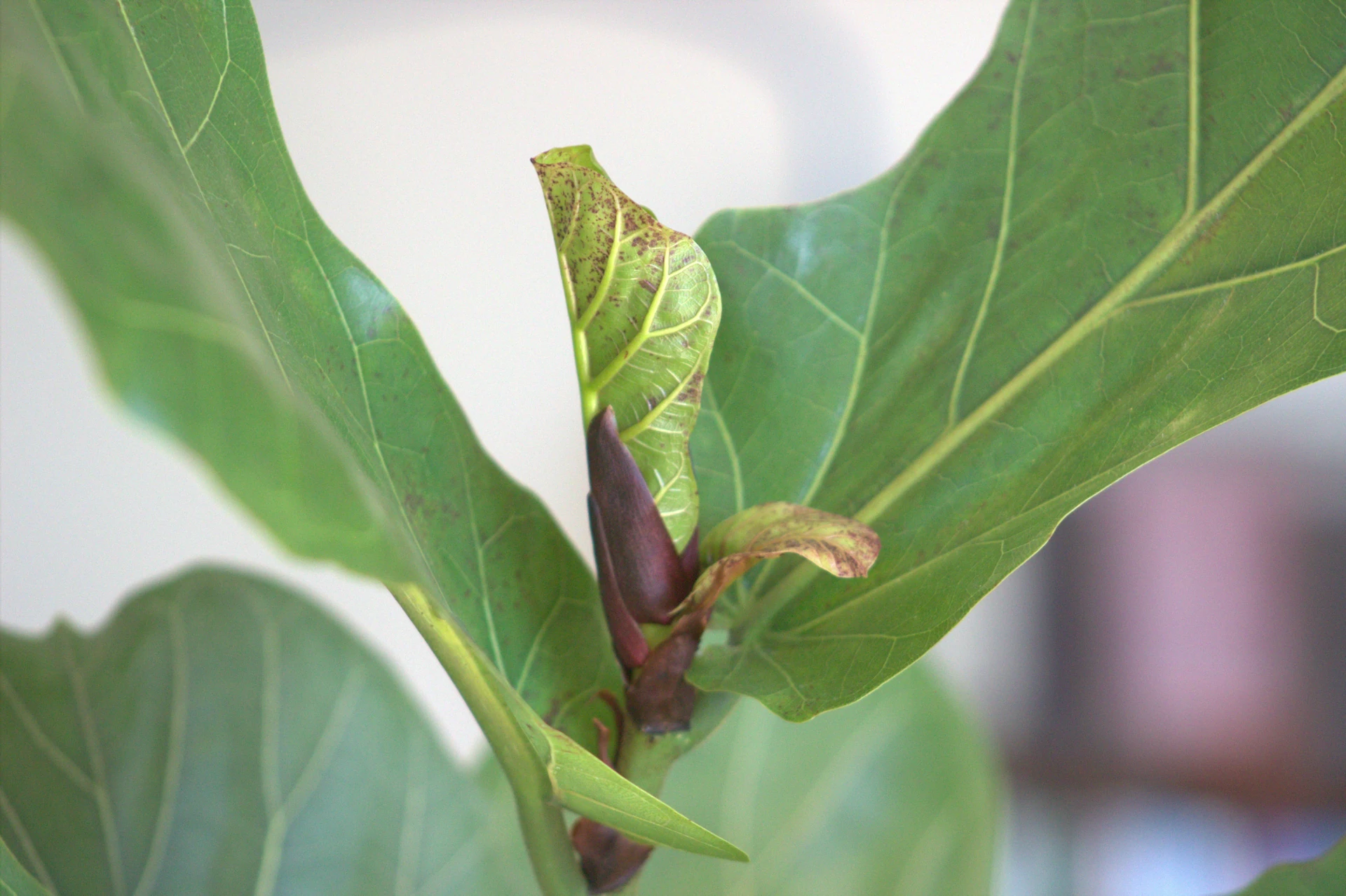 A Fiddle Leaf Fig with several brown-edged leaves scattered on the floor, an AC vent visible in the wall, bright June sunlight