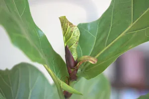 A Fiddle Leaf Fig with several brown-edged leaves scattered on the floor, an AC vent visible in the wall, bright June sunlight