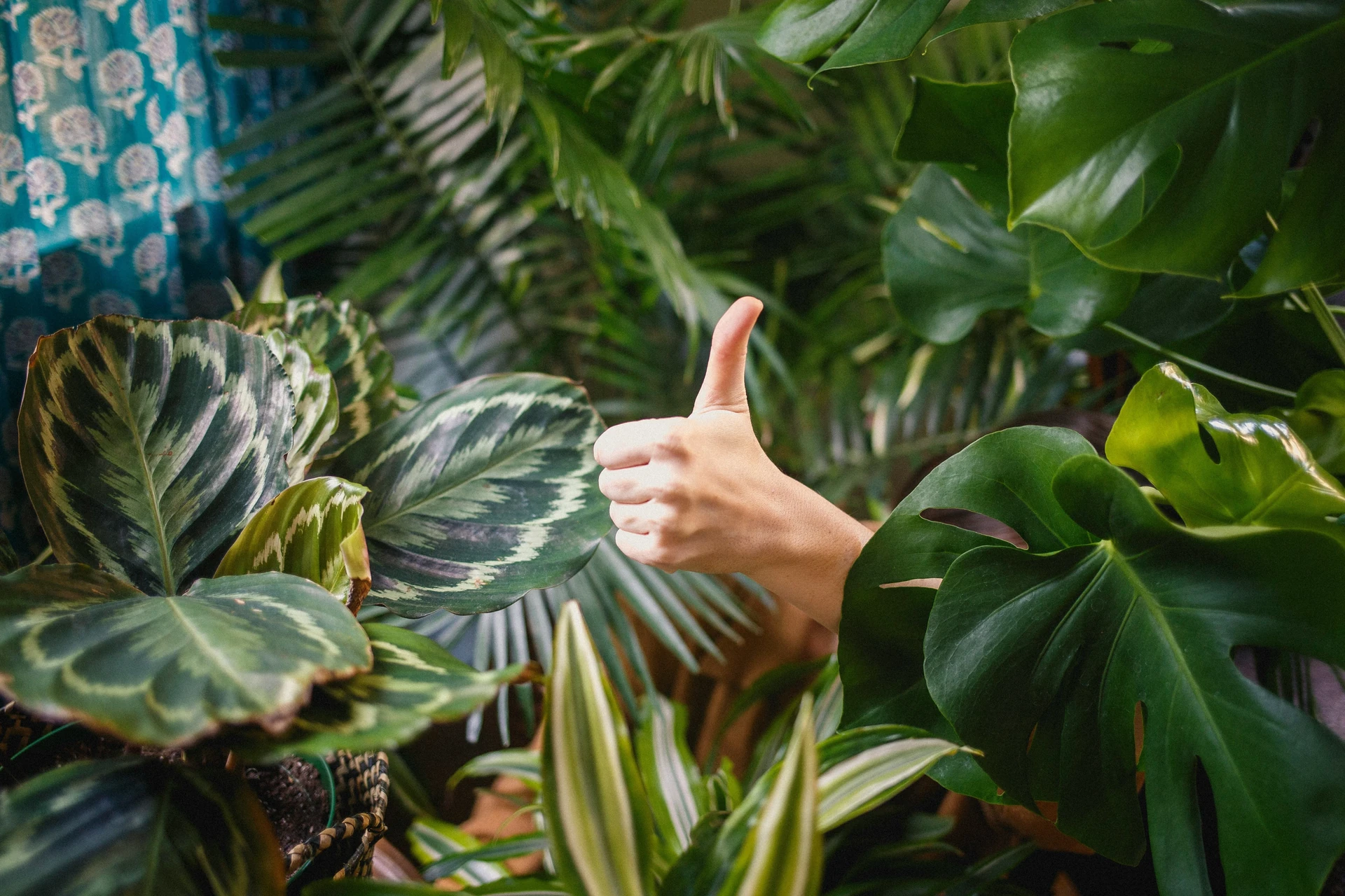Plant owner using a smartphone to browse plant sitter profiles while standing next to a shelf of tropical plants