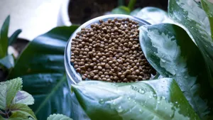 A watering can with water beading on the surface of a bone-dry, cracked potting mix in a Monstera pot