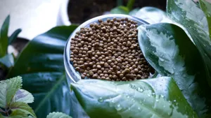 A watering can with water beading on the surface of a bone-dry, cracked potting mix in a Monstera pot