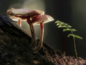 Fungus Gnats - Plant Care Guide