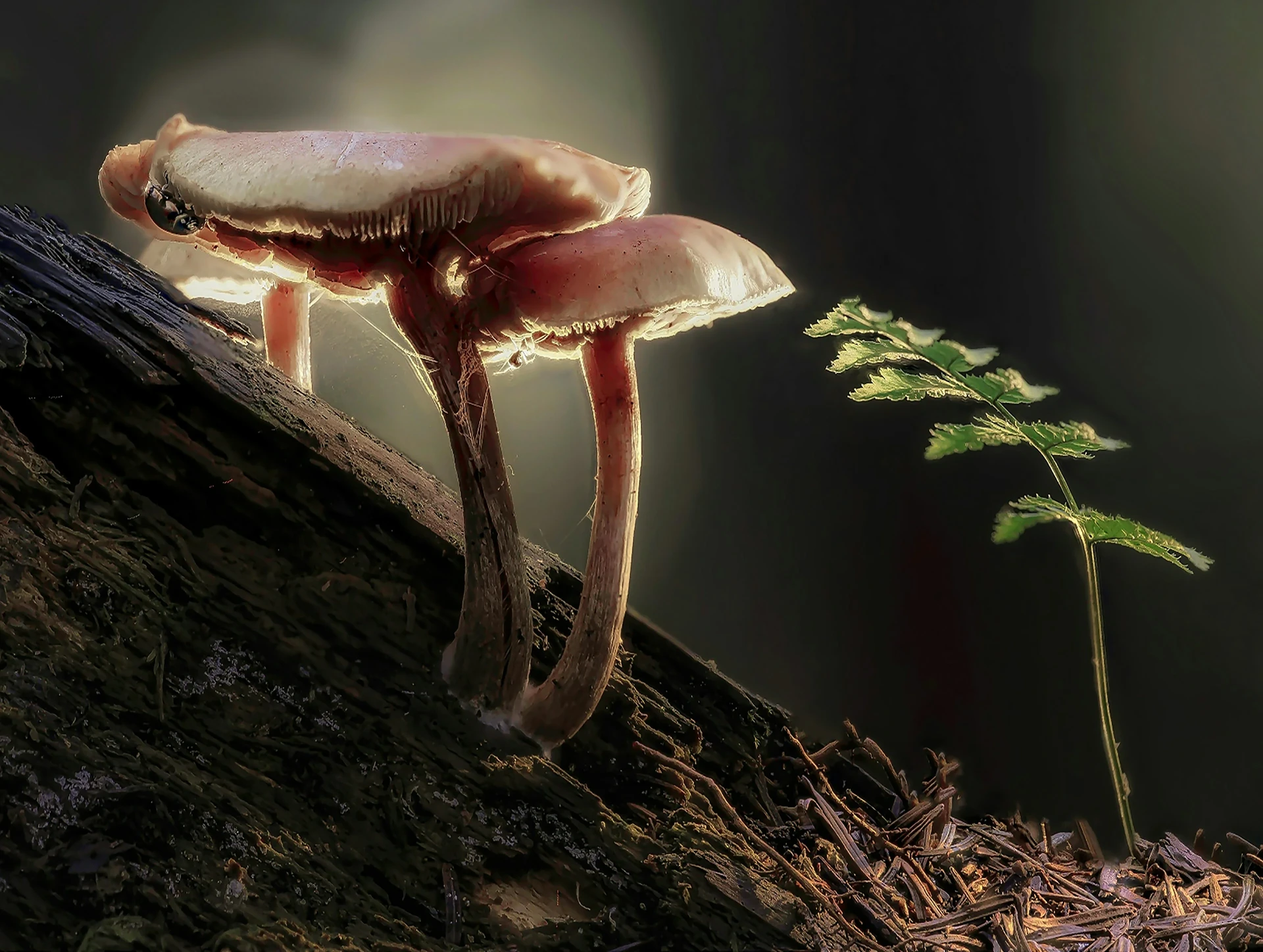 Fungus Gnats - Plant Care Guide