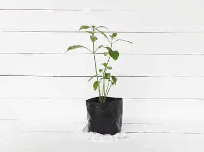 Grow Bag Sizing Calculator interface showing structured plant-care inputs and results
