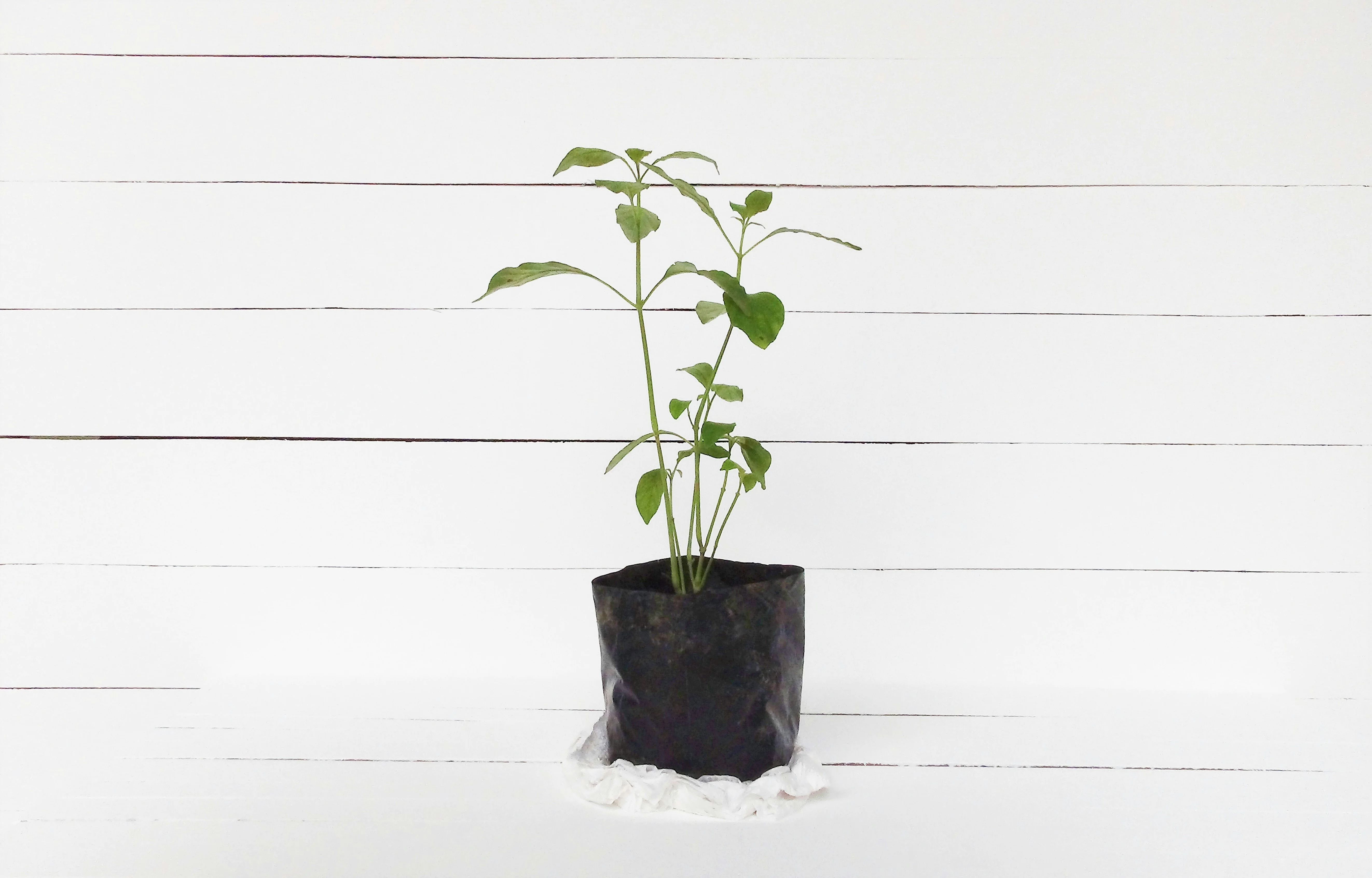 Fabric grow bag aeration and root development