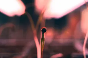 Grow Lights - Plant Care Guide
