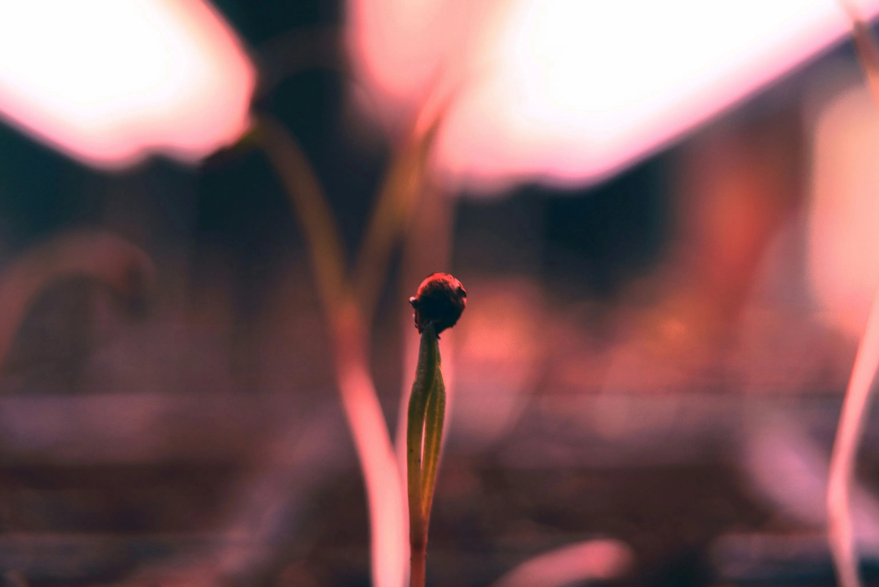 Grow Lights - Plant Care Guide