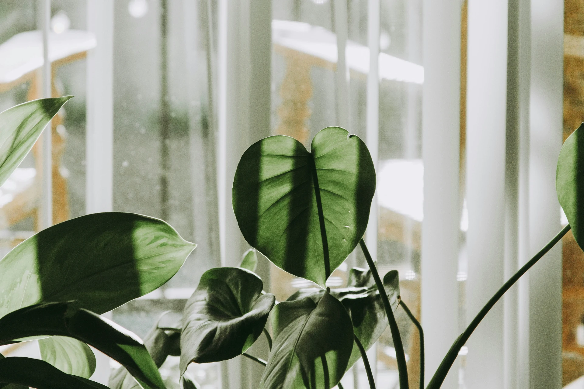 Close up of the heart-shaped leaves of a Philodendron hederaceum vine
