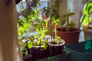 A gardener installing a green agricultural shade cloth over delicate plants during a summer heatwave