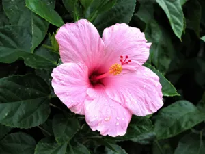 Large colorful hibiscus shrub blooming in a sunny garden container
