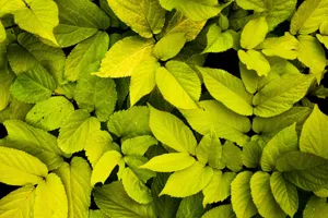 Why Are My Houseplant Leaves Turning Yellow? Complete Diagnosis & Fix featured article