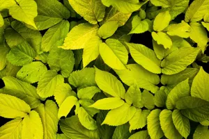 Tropical houseplant with yellowing leaves on a bright windowsill showing multiple symptoms for diagnosis