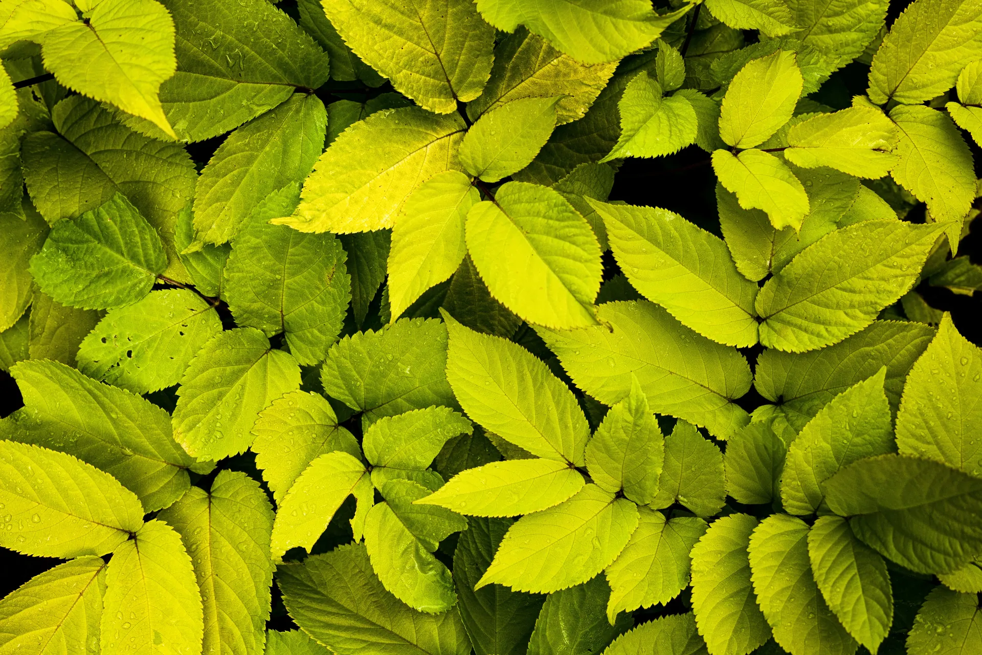 Tropical houseplant with yellowing leaves on a bright windowsill showing multiple symptoms for diagnosis