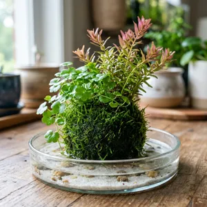 Finished wabi-kusa moss-wrapped substrate ball planted with Hydrocotyle and Rotala in a shallow glass dish