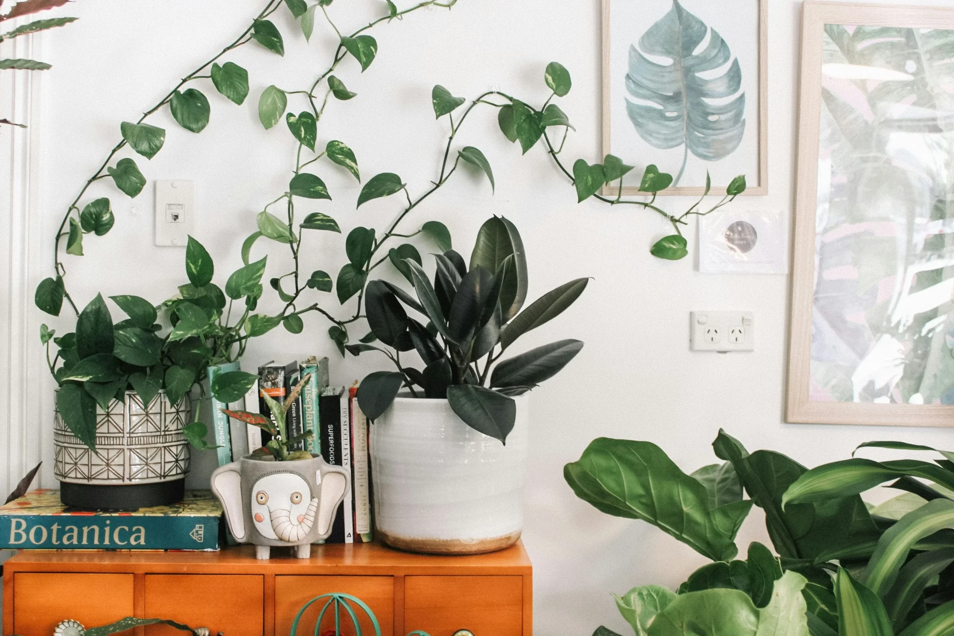 An open book labeled 'Houseplant Glossary' next to a Monstera leaf with a node and aerial root clearly visible, on a wooden desk
