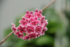 Hoya carnosa trailing from a terracotta hanging pot — clusters of pale pink waxy star-shaped flowers with dark pink centers hanging above oval glossy leaves