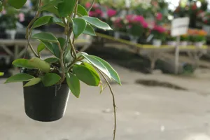 Close up of the contorted foliage of Hoya carnosa compacta