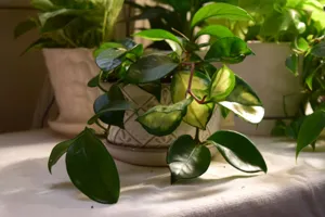 Close up of the thick, waxy leaves and star-shaped flowers of a Wax Plant