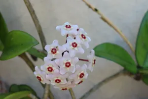 Close up of the silver splashing on a Hoya pubicalyx leaf
