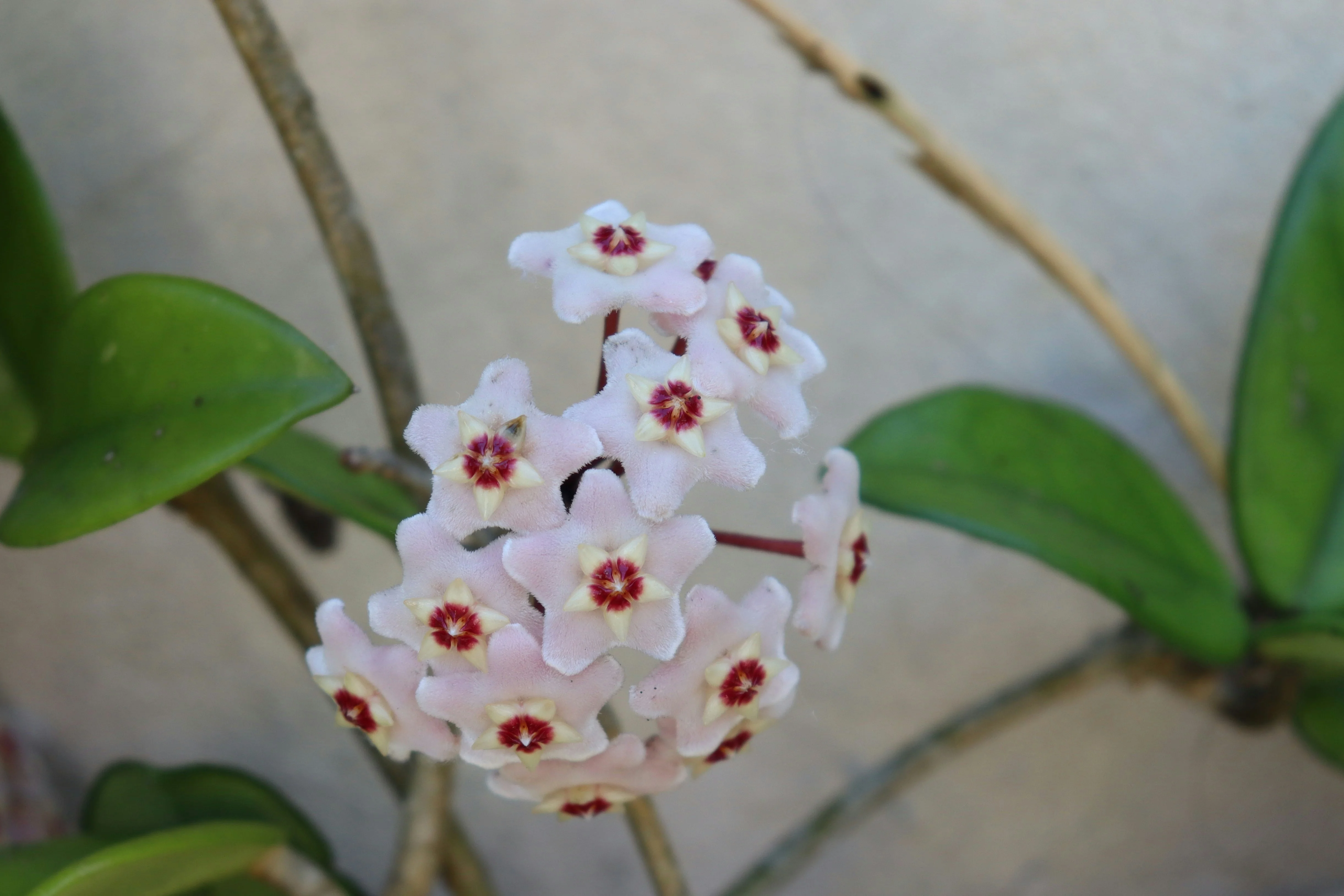 Close up of the silver splashing on a Hoya pubicalyx leaf