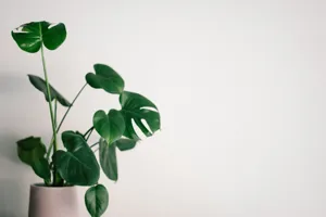 Humidity - Plant Care Guide