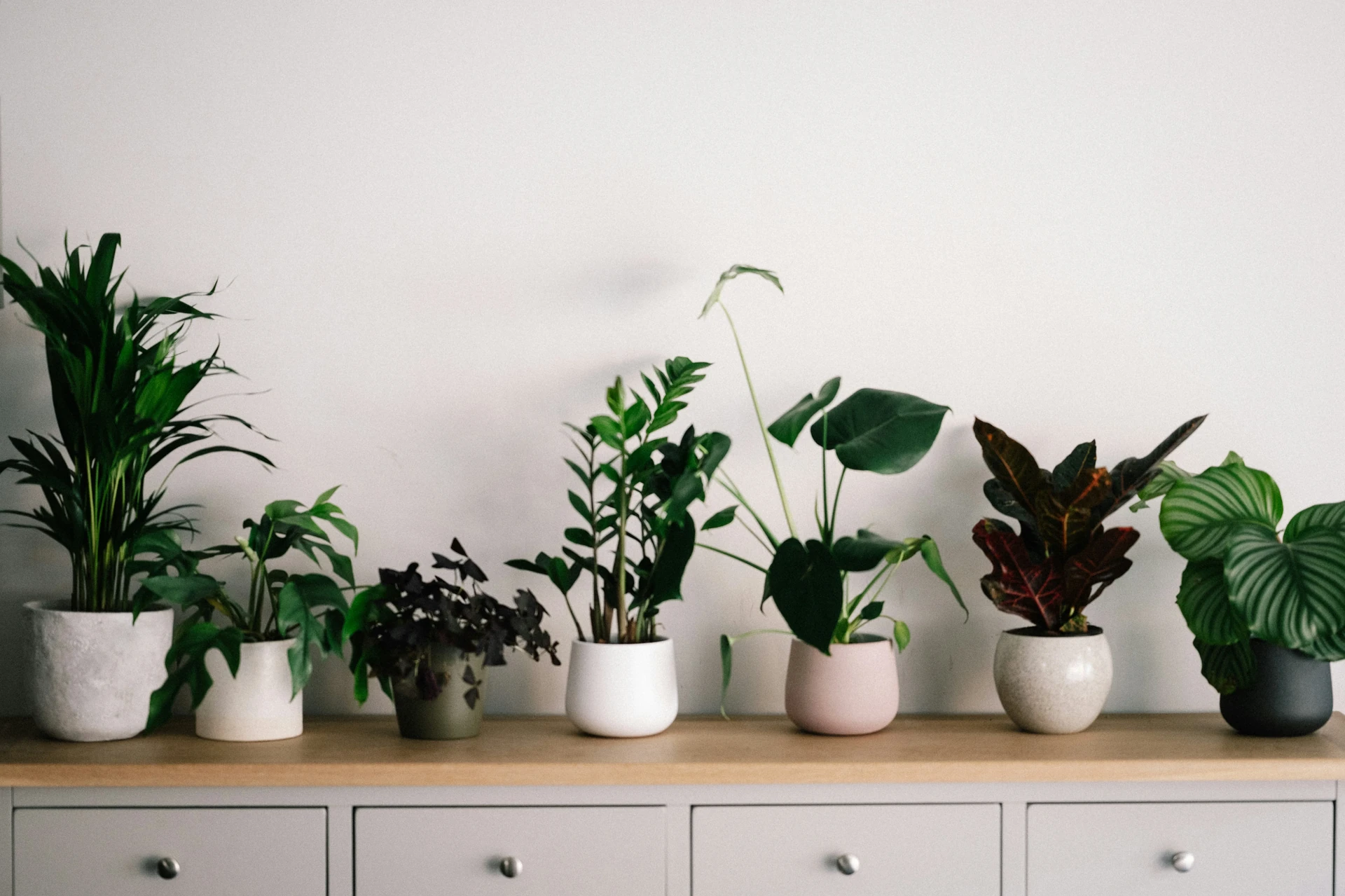 A severely wilted Peace Lily with green leaves draped completely over the edges of a white ceramic pot