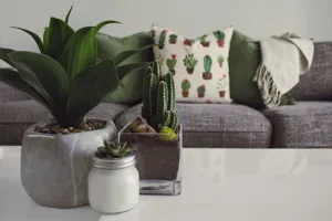Modern living room with statement Bird of Paradise in a terracotta planter against a white wall