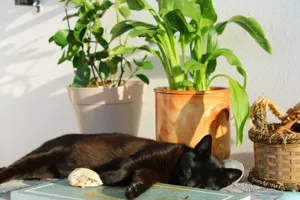Calathea orbifolia and Spider Plant on a wooden shelf, tabby cat sitting beside them in bright living room