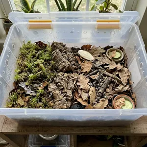 Isopod terrarium with a damp sphagnum hydration zone, cork bark hides and a dry leaf litter foraging area in a ventilated plastic tote