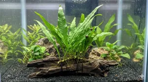 Healthy Java Fern (Microsorum pteropus) attached to driftwood in a planted freshwater aquarium