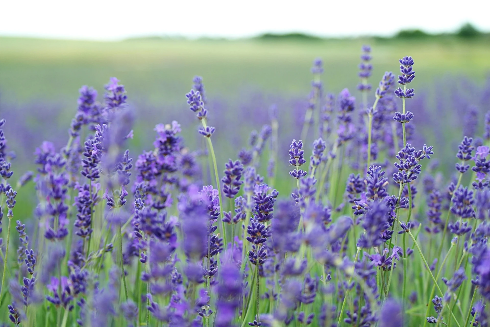 Close up of healthy lavender spikes blooming in a sunny herb garden