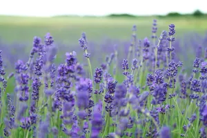 How to Grow Lavender: From Planting to Pruning Guide featured article