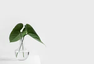 A person spraying a Monstera leaf with a mist bottle, with a red 'X' over the scene, and a humidifier shown as the correct alternative