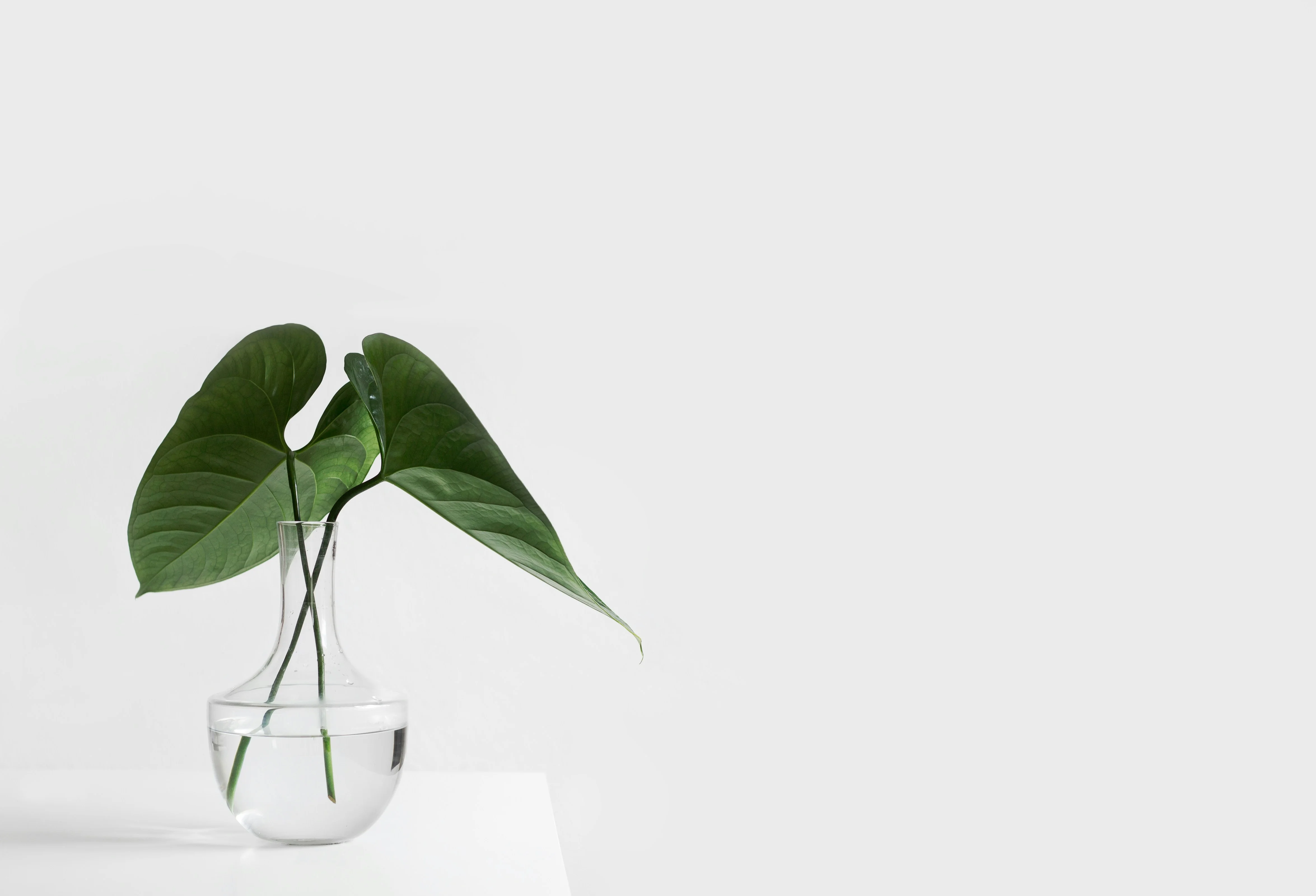 Leaf Propagation - Plant Care Guide