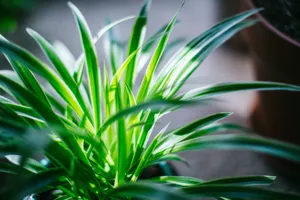 Low Light - Plant Care Guide