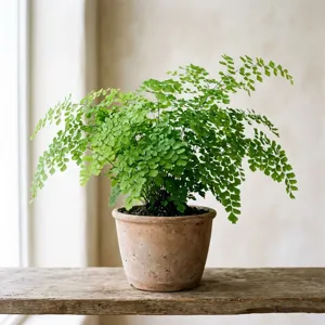 Maidenhair Fern (Adiantum raddianum) plant profile thumbnail