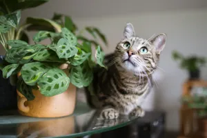 Maranta prayer plant in a terracotta pot on a wooden shelf, with leaves folded slightly upwards in the evening light.